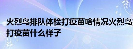 火烈鸟排队体检打疫苗啥情况火烈鸟排队体检打疫苗什么样子