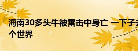 海南30多头牛被雷击中身亡 一下子去了另一个世界