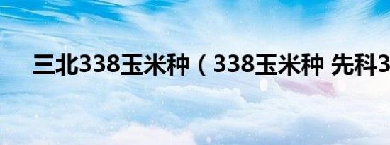 三北338玉米种（338玉米种 先科338）