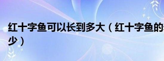 红十字鱼可以长到多大（红十字鱼的寿命是多少）