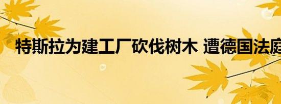 特斯拉为建工厂砍伐树木 遭德国法庭制止