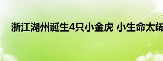 浙江湖州诞生4只小金虎 小生命太阔爱了