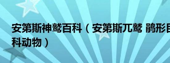 安第斯神鹫百科（安第斯兀鹫 鹃形目美洲鹫科动物）