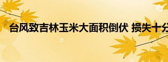 台风致吉林玉米大面积倒伏 损失十分惨重