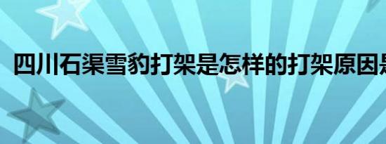 四川石渠雪豹打架是怎样的打架原因是什么