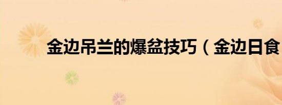 金边吊兰的爆盆技巧（金边日食）