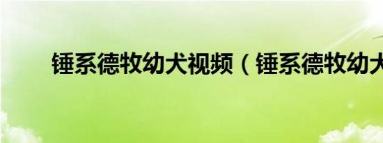 锤系德牧幼犬视频（锤系德牧幼犬）