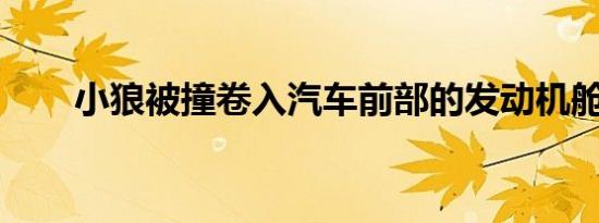 小狼被撞卷入汽车前部的发动机舱后