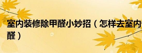 室内装修除甲醛小妙招（怎样去室内快速除甲醛）