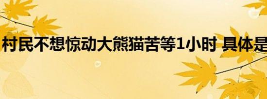 村民不想惊动大熊猫苦等1小时 具体是啥情况