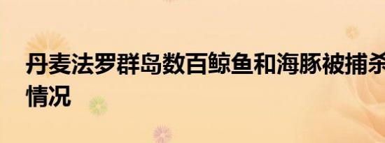 丹麦法罗群岛数百鲸鱼和海豚被捕杀 具体啥情况