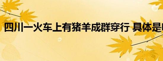 四川一火车上有猪羊成群穿行 具体是啥情况