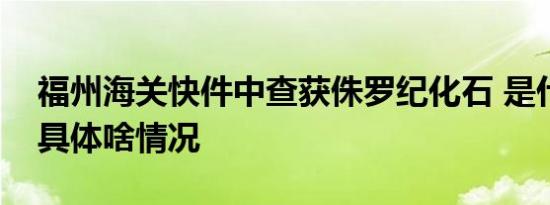 福州海关快件中查获侏罗纪化石 是什么化石具体啥情况