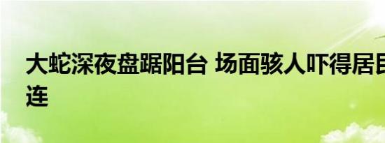 大蛇深夜盘踞阳台 场面骇人吓得居民尖叫连连