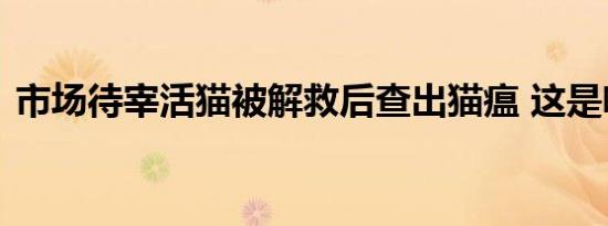 市场待宰活猫被解救后查出猫瘟 这是啥情况