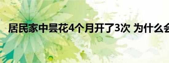 居民家中昙花4个月开了3次 为什么会这样