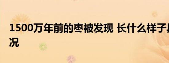 1500万年前的枣被发现 长什么样子具体啥情况