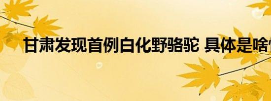 甘肃发现首例白化野骆驼 具体是啥情况