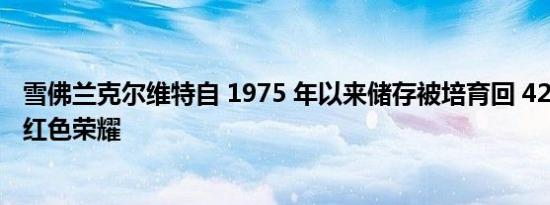 雪佛兰克尔维特自 1975 年以来储存被培育回 427ci 拉力赛红色荣耀