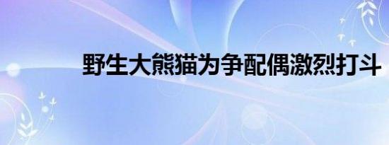 野生大熊猫为争配偶激烈打斗