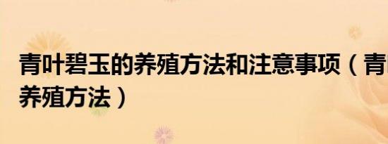 青叶碧玉的养殖方法和注意事项（青叶碧玉的养殖方法）