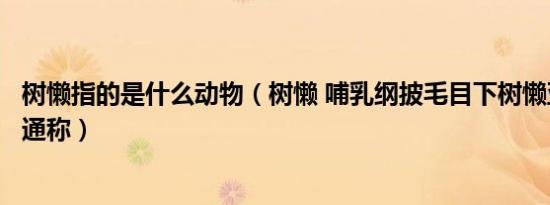 树懒指的是什么动物（树懒 哺乳纲披毛目下树懒亚目动物的通称）