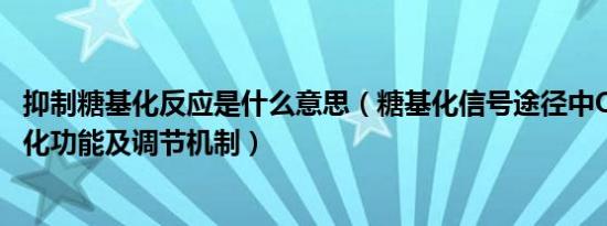 抑制糖基化反应是什么意思（糖基化信号途径中OGA的双催化功能及调节机制）