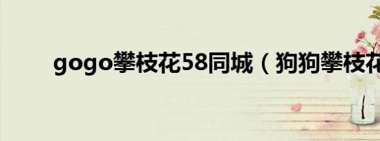 gogo攀枝花58同城（狗狗攀枝花）