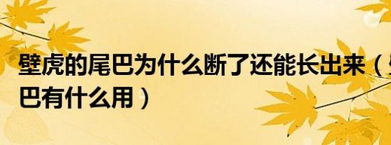 壁虎的尾巴为什么断了还能长出来（壁虎的尾巴有什么用）