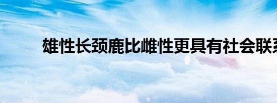 雄性长颈鹿比雌性更具有社会联系