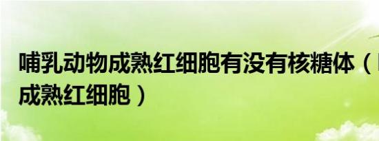 哺乳动物成熟红细胞有没有核糖体（哺乳动物成熟红细胞）