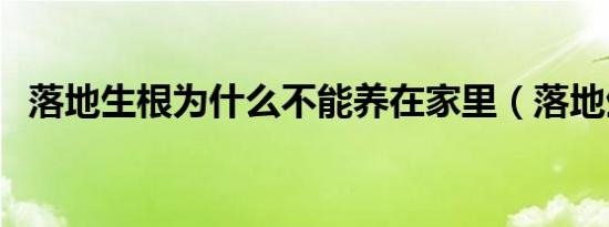 落地生根为什么不能养在家里（落地生根）