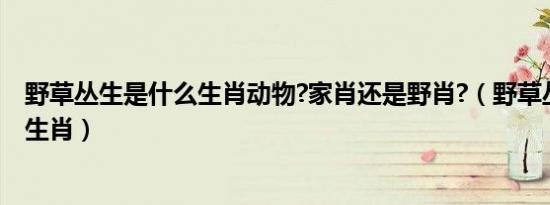 野草丛生是什么生肖动物?家肖还是野肖?（野草丛生是什么生肖）