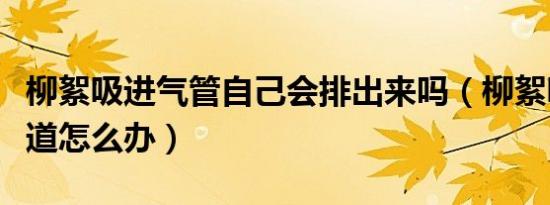 柳絮吸进气管自己会排出来吗（柳絮吸入呼吸道怎么办）