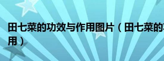 田七菜的功效与作用图片（田七菜的功效与作用）