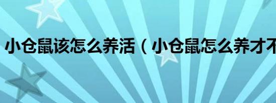 小仓鼠该怎么养活（小仓鼠怎么养才不会死）