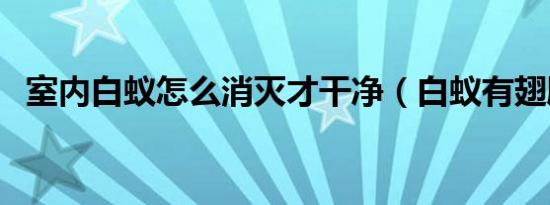 室内白蚁怎么消灭才干净（白蚁有翅膀吗）