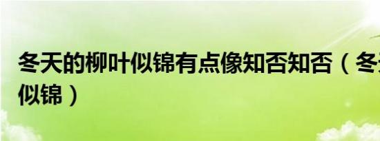 冬天的柳叶似锦有点像知否知否（冬天的柳叶似锦）