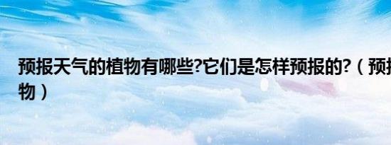 预报天气的植物有哪些?它们是怎样预报的?（预报天气的植物）