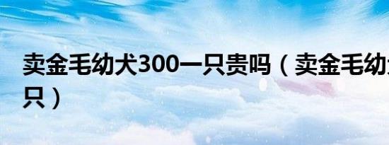 卖金毛幼犬300一只贵吗（卖金毛幼犬300一只）