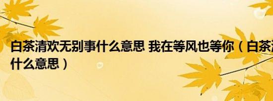 白茶清欢无别事什么意思 我在等风也等你（白茶清欢无别事什么意思）