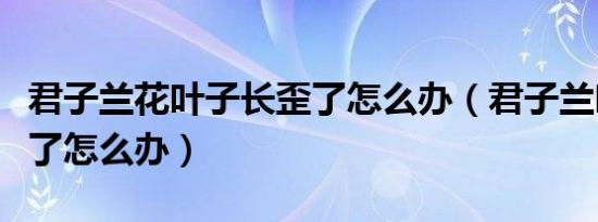 君子兰花叶子长歪了怎么办（君子兰叶子长歪了怎么办）