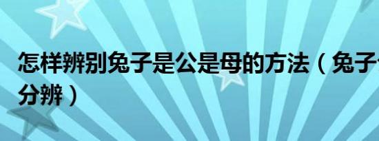 怎样辨别兔子是公是母的方法（兔子公母怎么分辨）