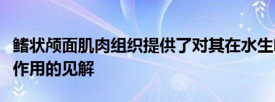 鳍状颅面肌肉组织提供了对其在水生喂养中的作用的见解